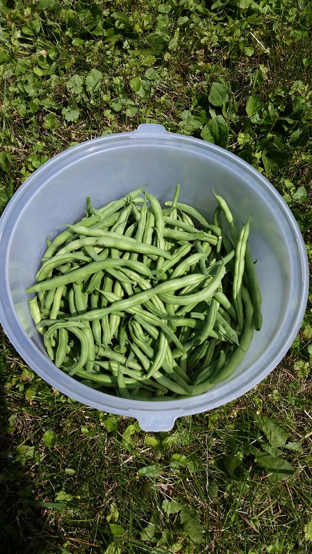 Green Bush Beans - 1st Harvest Day
